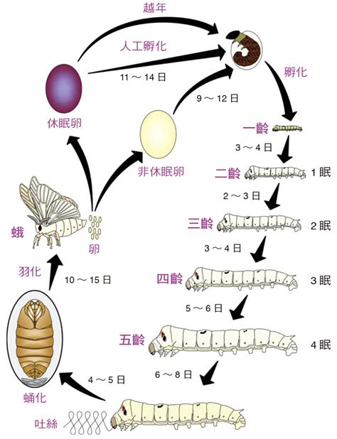 蠶的生命週期|蠶寶寶養成記 